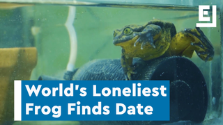 After a Decade, Scientists Have Found a Mate for the Loneliest Frog on Earth